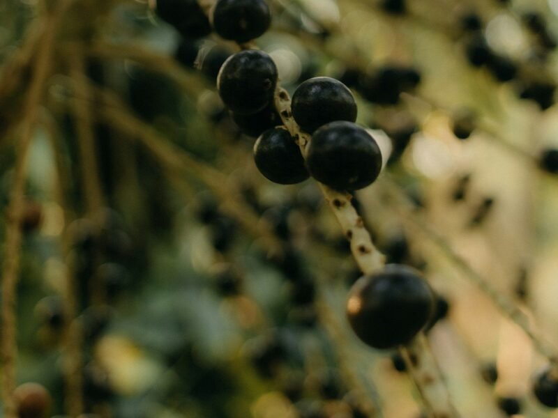 Frutos de açaí maduros presos ao cacho do açaizeiro