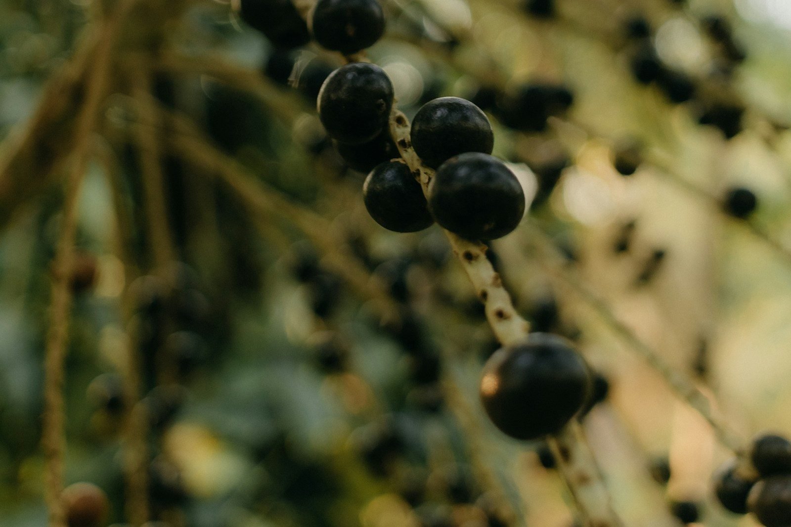 Frutos de açaí maduros presos ao cacho do açaizeiro